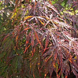 ACER PALMATUM DISSECTUM - ANTROPURPUREUM - INABA SHIDARE - ACERACEAE - 5209