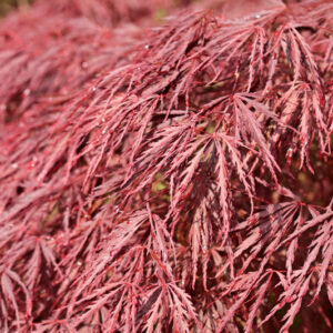 ACER PALMATUM DISSECTUM ANTROPURPUREUM CRIMSON QUEEN - ACERACEAE - 5201