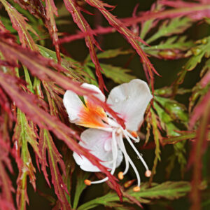 ACER PALMATUM ANTROPURPUREUM PINK FILIGREE - ACERACEAE - 5194