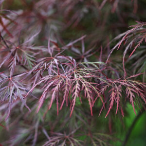 ACER PALMATUM DISSECTUM SUPERNIGRA - ACERACEAE - 1493