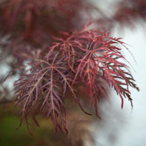 ACER PALMATUM DISSECTUM SUPERNIGRA - ACERACEAE - 1494