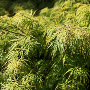 ACER PALMATUM DISSECTUM VIRIDIS - ACERACEAE - 1417
