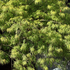 ACER PALMATUM DISSECTUM VIRIDIS - ACERACEAE - 1419