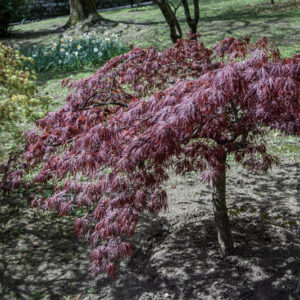 ACER PALMATUM DISSECTUM, ATROPURPUREUM CRIMSON QUEEN, ACERACEAE, CULTIVAR,BOTANICA - 6534