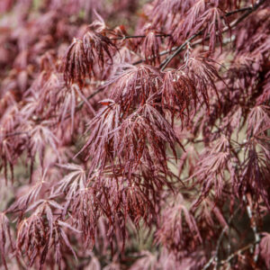 ACER PALMATUM DISSECTUM, ATROPURPUREUM CRIMSON QUEEN, ACERACEAE, CULTIVAR,BOTANICA - 6535