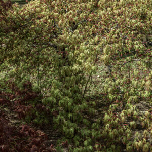 ACER PALMATUM DISSECTUM, ATROPURPUREUM RED AUTUMN LAOE, ACERACEAE, CULTIVAR, BOTANICA - 6537