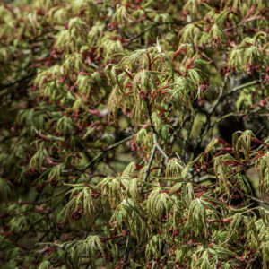 ACER PALMATUM DISSECTUM, ATROPURPUREUM RED AUTUMN LAOE, ACERACEAE, CULTIVAR, BOTANICA - 6538