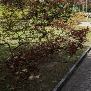 ACER PALMATUM DISSECTUM, GARNET, ACERACEAE, CULTIVAR, BOTANICA - 6531