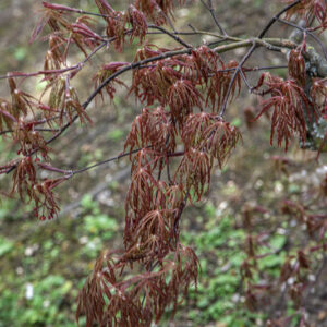 ACER PALMATUM DISSECTUM, GARNET, ACERACEAE, CULTIVAR, BOTANICA - 6532