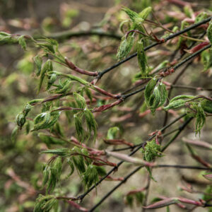 ACER PALMATUM DISSECTUM, GREEN LACE, ACERACEAE, CULTIVAR, BOTANICA - 6547