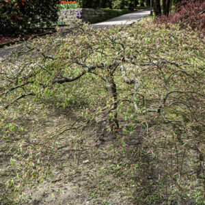 ACER PALMATUM DISSECTUM, GREEN LACE, ACERACEAE, CULTIVAR, BOTANICA - 6548