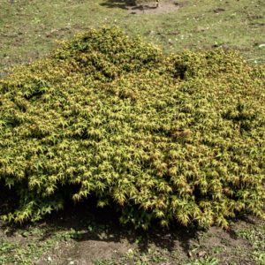 ACER PALMATUM DISSECTUM, KIYOHIME, ACERACEAE, CULTIVAR, BOTANICA - 6552
