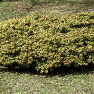 ACER PALMATUM DISSECTUM, KIYOHIME, ACERACEAE, CULTIVAR, BOTANICA - 6553