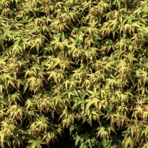 ACER PALMATUM DISSECTUM, KIYOHIME, ACERACEAE, CULTIVAR, BOTANICA - 6554
