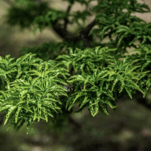 ACER PALMATUM DISSECTUM, RIBESCIFOLIUM, ACERACEAE, CULTIVAR, BOTANICA - 6550