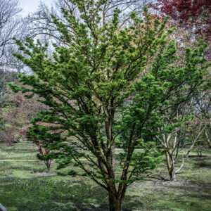ACER PALMATUM DISSECTUM, RIBESCIFOLIUM, ACERACEAE, CULTIVAR, BOTANICA - 6551
