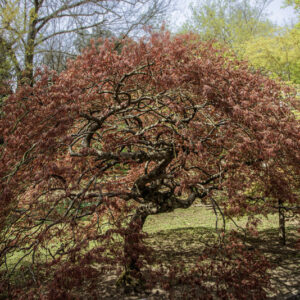 ACER PALMATUM DISSECTUM, RUBRUM, ACERACEAE, CULTIVAR, BOTANICA - 6540