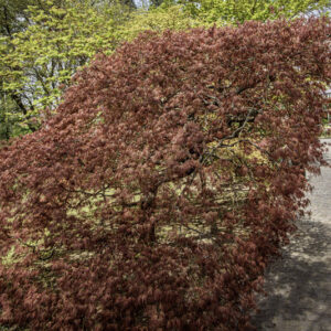 ACER PALMATUM DISSECTUM, RUBRUM, ACERACEAE, CULTIVAR, BOTANICA - 6541