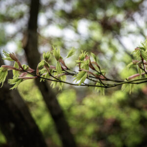 ACER PALMATUM DISSECTUM, SHIGITATSU SAWA, ACERACEAE, CULTIVAR, BOTANICA - 6543