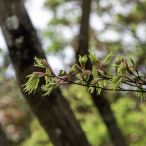 ACER PALMATUM DISSECTUM, SHIGITATSU SAWA, ACERACEAE, CULTIVAR, BOTANICA - 6544