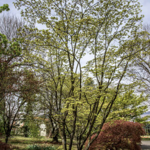 ACER PALMATUM DISSECTUM, SHIGITATSU SAWA, ACERACEAE, CULTIVAR, BOTANICA - 6545