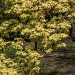 ACER PALMATUM ORANGE DREAM, ACERACEAE, CULTIVAR, BOTANICA - 6556