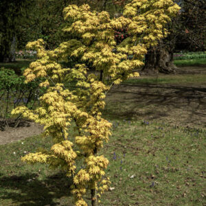 ACER PALMATUM ORANGE DREAM, ACERACEAE, CULTIVAR, BOTANICA - 6557