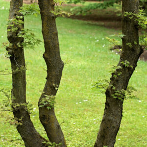 ACER PALMATUM ROSEOMARGINATUM - ACERACEAE - 5593