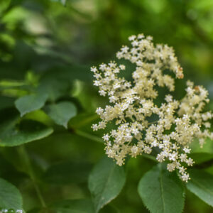SAMBUCUS NIGRA, L, SAMBUCO, ELDER, ADOXACEAE, EUROPA, CAUCASO - 1135