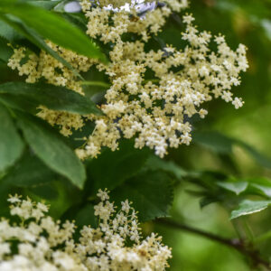 SAMBUCUS NIGRA, L, SAMBUCO, ELDER, ADOXACEAE, EUROPA, CAUCASO - 1136