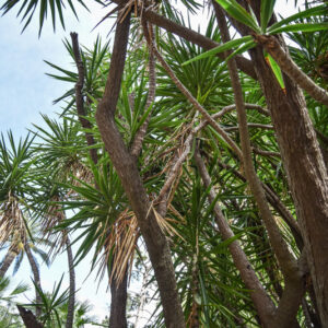 YUCCA ELEPHANTIPES, YUCCA, AGAVACEAE, MESSICO, GUATEMALA - 1481