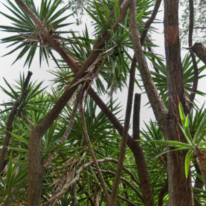 YUCCA ELEPHANTIPES, YUCCA, AGAVACEAE, MESSICO, GUATEMALA - 1483