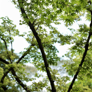 ACER PALMATUM ROSEOMARGINATUM - ACERACEAE - 5594