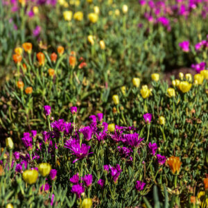 CARPOBROTUS, MESEMBRIANTEMO, AIZOACEAE, PIANTE SUCCULENTE, SUD AFRICA, SUD AMERICA - 2269