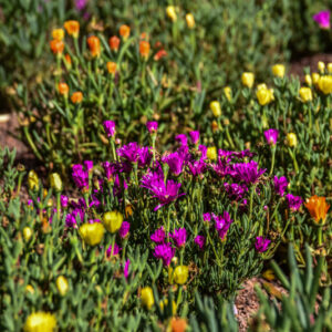 CARPOBROTUS, MESEMBRIANTEMO, AIZOACEAE, PIANTE SUCCULENTE, SUD AFRICA, SUD AMERICA - 2270