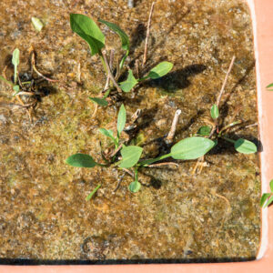 ALISMA LANCEOLATUM, WITH,  ALISMATACEAE, EUROPA, ASIA, AFRICA DEL SUD - 1506