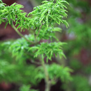ACER PALMATUM SHISHIGASHIRA RIBESIFOILIUM - ACERACEE - 1601
