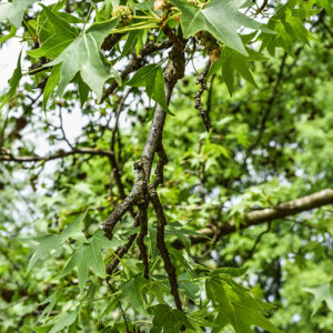 LIQUIDAMBAR STYRACIFLUA, ALTINGIACEAE - 0610