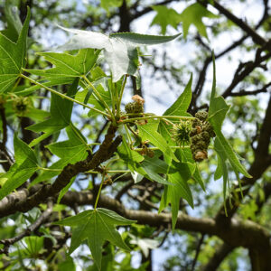 LIQUIDAMBAR STYRACIFLUA, ALTINGIACEAE - 0611