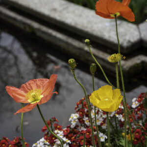 DECORO, COMPOSIZIONE FLOREALE, PAPAVERI, BOTANICA - 6617