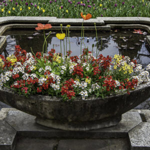 DECORO, COMPOSIZIONE FLOREALE, PAPAVERI, BOTANICA - 6618