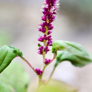 AMARANTHUS CRUENTUS, L, AMARANTO CRUENTO, PURPLE AMARANTH, AMARANTHACEAE, SUD AMERICA - 3335