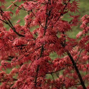 ACER PALMATUM, CPT MC EACHARN, ACERACEAE, CULTIVAR, BOTANICA - 6599