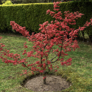 ACER PALMATUM, CPT MC EACHARN, ACERACEAE, CULTIVAR, BOTANICA - 6600