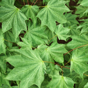 ACER PICTUM USUGUMO - ACERACEAE - 5596