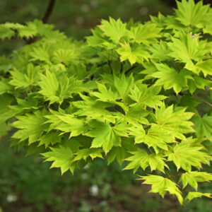 ACER SHIRASAWANUM AUREUM - ACERACEAE - 5190