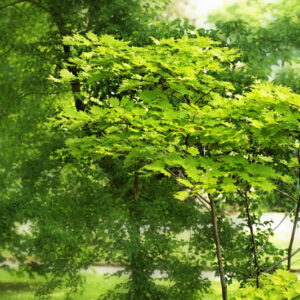 ACER SHIRASAWANUM AUREUM - ACERACEAE - 5191