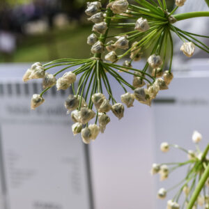 ALLIUM NAPOLITANUM, AGLIO NAPOLETANO, AMARYLLADACEAE - 2108