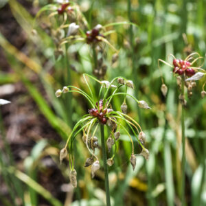 ALLIUM ROSEUM, AGLIO ROSEO, ROSY GARLIC, AMARYLLIDACEAE - 3069