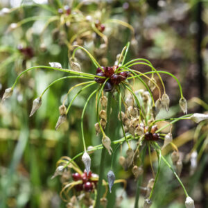 ALLIUM ROSEUM, AGLIO ROSEO, ROSY GARLIC, AMARYLLIDACEAE - 3070